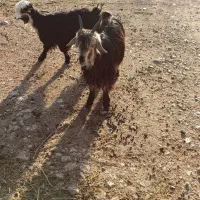 بیگ|حیوانات مزرعه|ایذه, |دیوار