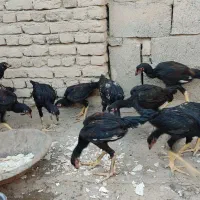 جوجه های لاری نسل دار