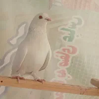 کبوتر پرشی ماده کفتر|پرنده|تهران, اتابک|دیوار