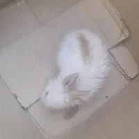 خرگوش لوپ جرسی