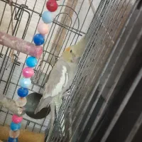 عروس هلندی ماده|پرنده|رباط‌کریم, شترخوار|دیوار