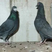 جفت آلمانی|پرنده|سرایان, |دیوار