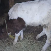 گاو سیمنتال با گوساله ماده|حیوانات مزرعه|نظر کهریزی, |دیوار