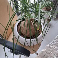 لیندا|گل و گیاه طبیعی|مشهد, تربیت (صدف)|دیوار