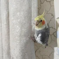 عروس هلندی طوسی زرد گم شده