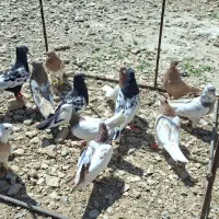 بهبونی سینه کله طوقی