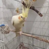 5 طوطی هلندی با قفس