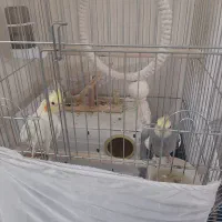 عروس هلندی جف بابچشون|پرنده|تهران, گیشا|دیوار