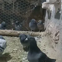 پلاکی|پرنده|بروجرد, |دیوار