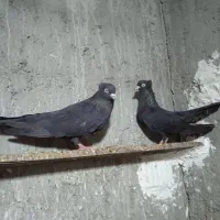 کبوتر سیاه