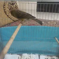 قناری گلاستر کاکلی اورجینال قرص شلاقی بخون