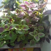 گلهای زیبا وسالم ۴۰هزار