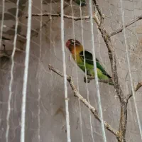 طوطی کوتوله بریزیلی