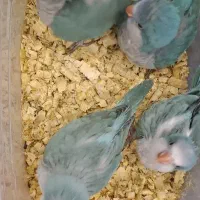 جوجه راهب سرلاکی