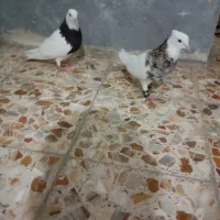پرنده