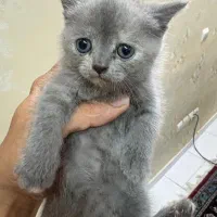 واگذاری بچه گربه اسکاتیش