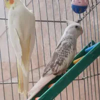 یک جفت پرنده عروس هلندی