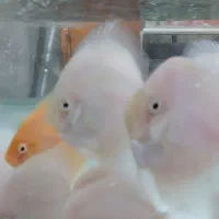 دیسکس سایز ۳.۵و۴.۵|ماهی|تهران, شهرک خرازی|دیوار