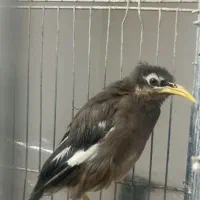 مرغ مینا|پرنده|قم, وادی السلام|دیوار