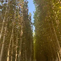 نهالستان صنوبر|خدمات باغبانی و درختکاری|شوط, |دیوار