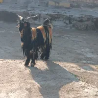 تیشتر فروشی