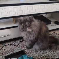 گربه پرشین سوپر فلت