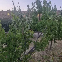 زمین-مسکونی-باغرود
