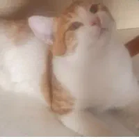 گربه خانگی۲ونیم ماهه دارای شناسنامه