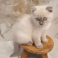 توله گربه از نژاد اسکاتیش بریتیش رنگ بلوپوینت