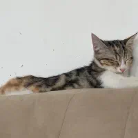 گربه dsh|گربه|هشتگرد, شهرک صبا سوله|دیوار