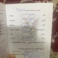 توله ژرمن شولاین بلک فیس موبلند|سگ|ساری, |دیوار