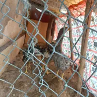 تخم لاری خروس مرغ طوسی دونگ بالا بشرط موقعیت کاشمر