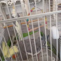 عروس جفت