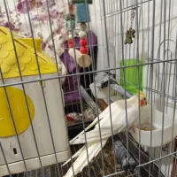 پرنده|پرنده|پاکدشت, شهرک امام رضا|دیوار