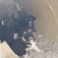 سه عدد توله|سگ|بندر ماهشهر, |دیوار