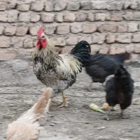 مرغ خروس خونگی