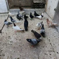 کبوتر