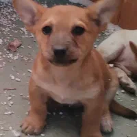 گوشی|موبایل|گرگان, |دیوار