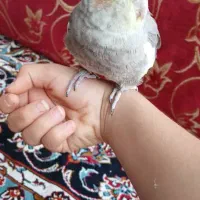 عروس هلندی سخنگو جفت|پرنده|تهران, بهمن یار|دیوار