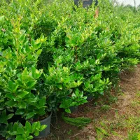 یاس هلندی سطل ۱۲ ارتفاع با گلدان یک ونیم