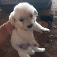 فروش توله