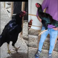 نداشتن جا برای رسیدگی لازم و نداشتن وقت کافی