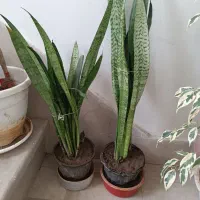 سه تاسانسوریا،با دیفن