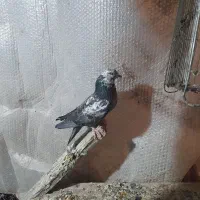 کفتر