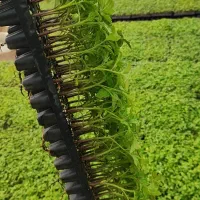 نشا گوجه، بادمجان، فلفل، خیار، بامیه و افتابگردان