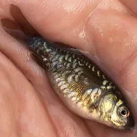 بچه ماهی کپور|ماهی|شیراز, ارم|دیوار