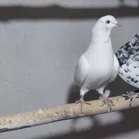 کبوتر پرشی|پرنده|سراب, |دیوار