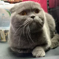 اسکاتیش ماده دوساله واکسینه شده