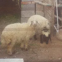 دوعددبره مایه ازشیر مادر بازشده