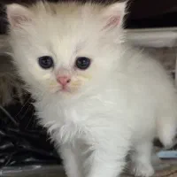 فروش گربه پرشین برفی|گربه|تهران, حر|دیوار
